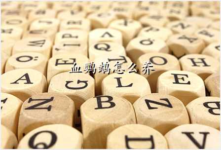 血鹦鹉怎么养