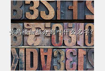 黄鹤楼细根分别叫什么名字?